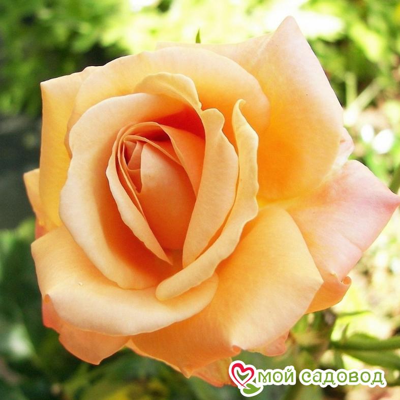 Роза Оранж