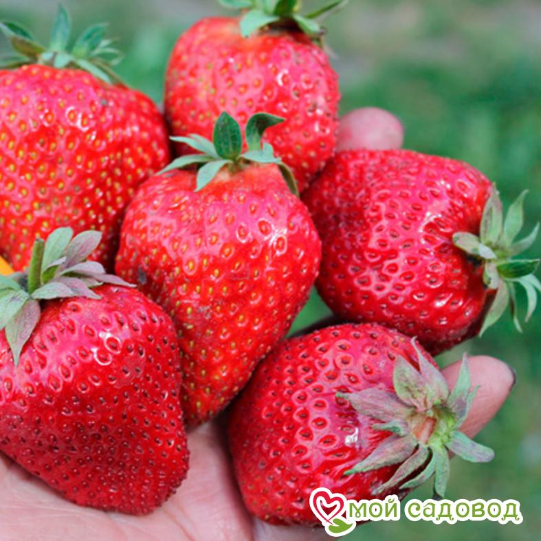 Клубника Нагаока