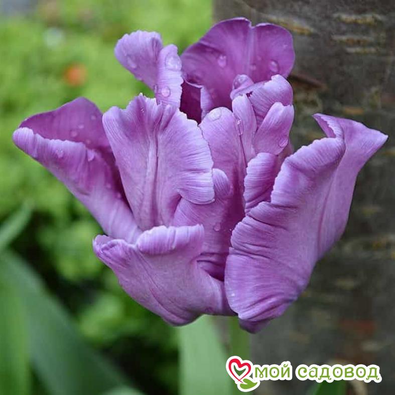 Тюльпан попугайный Блю Пэррот