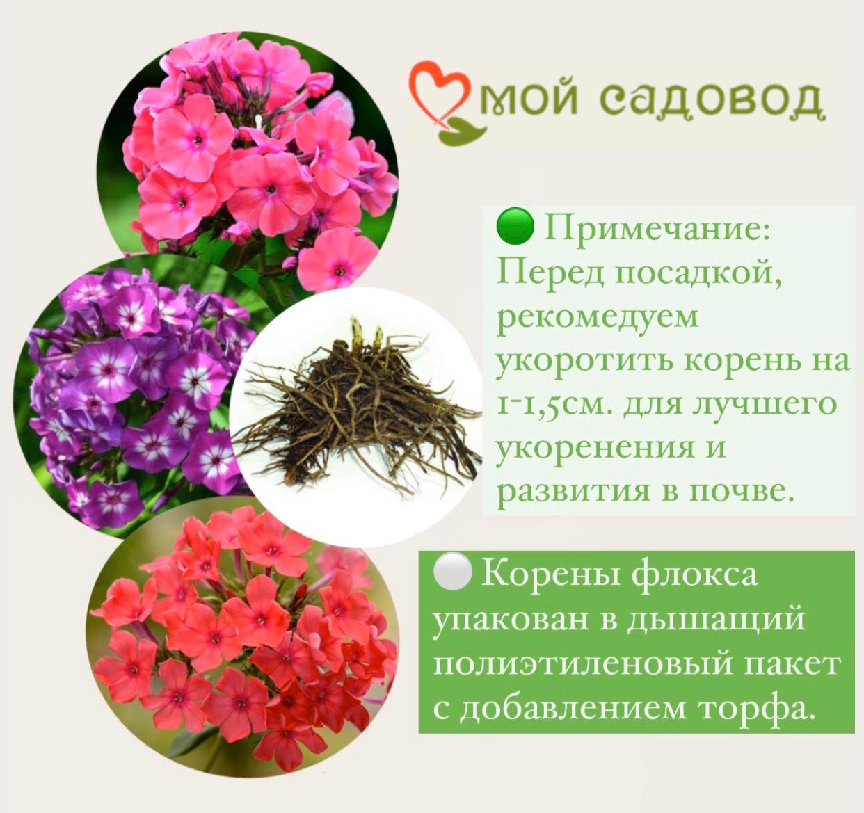 Флокс Казаки-Разбойники